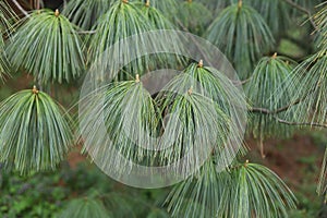 Pinus wallichiana. Himalayan pine tree needles. photo