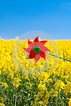 Pinwheel in a field of yellow