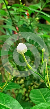 Pinwheel Flower Buds on the Green Leaves Background