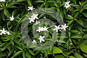 Pinwheel flower, crape jasmine, Tabernaemontana divaricata