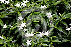 Pinwheel flower, crape jasmine, Tabernaemontana divaricata