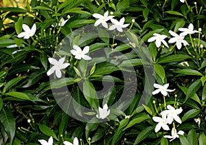 Pinwheel flower, crape jasmine, Tabernaemontana divaricata