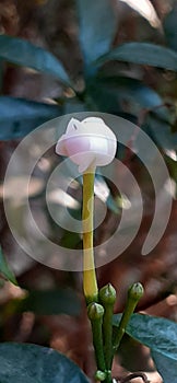 Pinwheel Flower Bud on Nature Background photo
