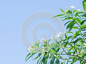 Pinwheel Jasmine, Crepe jasmine, Crape jasmine, white little flowers with green leaves.Scientific name: Tabernaemontana divaricata