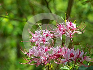 Pinxter Wildflowers, Rhododendron periclymeniodes