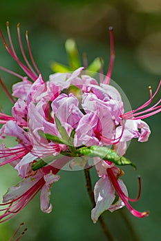 Pinxter Wildflowers, Vertical View