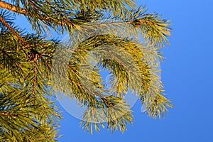 Piny branches and blue sky