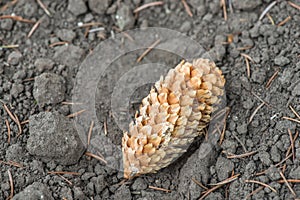 Piny cone on the ground