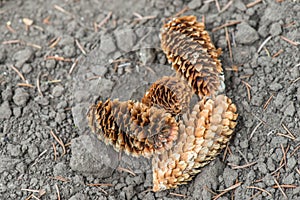 Piny cones on the ground