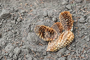 Piny cones on the ground