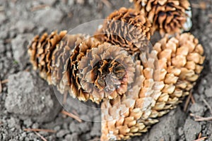 Piny cones on the ground