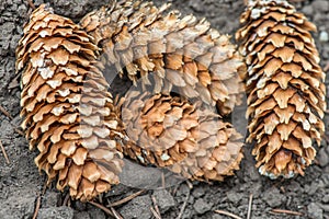 Piny cones on the ground