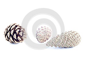 Piny cones