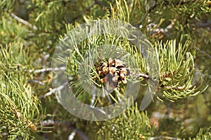 Pinyon cone on pine tree