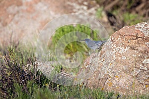 Pinyon Jay, Gymnorhinus cyanocephalus