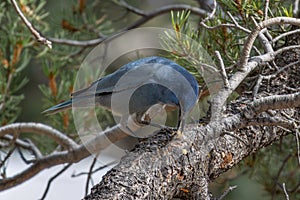 The pinyon jay Gymnorhinus cyanocephalus eating food in the tree