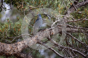 The pinyon jay Gymnorhinus cyanocephalus sitting in the tree