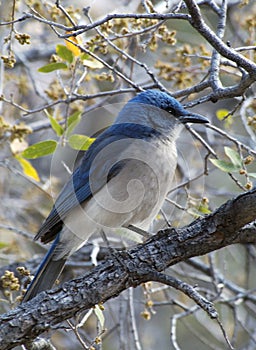 A Pinyon Jay of the mountainous region of Texas