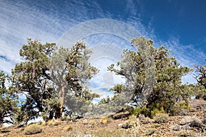 Pinyon and Juniper Forest