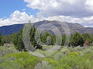 Pinyon juniper and sage biome in east- central Nevada.