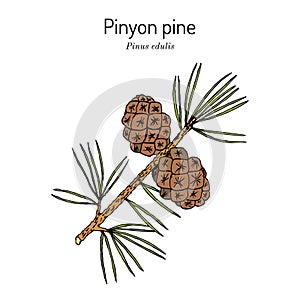 Pinyon or nut pine Pinus edulis , state tree of New Mexico