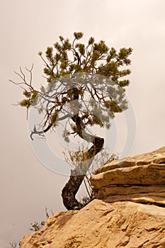 Pinyon Pine