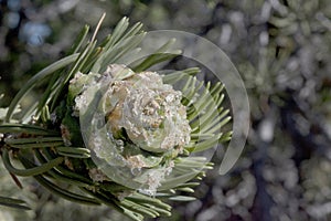 Pinyon Pine Cone With Resin and Double Needles at the End of a Branch