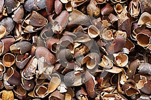 Pinyon Pine Nut Shells Background
