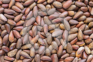 Pinyon Pine Nuts In The Shell