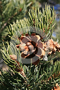 Pinyon pine (pinus edulis) cone