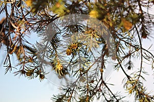 Pinyon Pine Tree