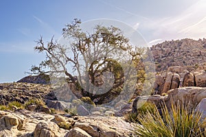 Pinyon pine tree (Pinus pinaceae) in Joshua Tree National Park, California photo