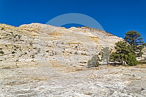 Pinyon Pines grow among sandstone hills in the Grand Staircase-Escalante National Monument, Utah, USA