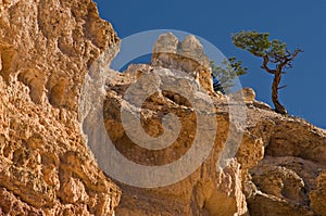 Pinyon Pines (Pinus edulis)