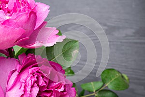 Pion-shaped roses, a bouquet of pion-shaped roses isolated on grey background, pink pion-shaped roses. Gift for St. Valentine's
