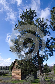 Pioneer log cabin beneath Ponderosa Pine