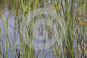 Pioneer Park Waterscape