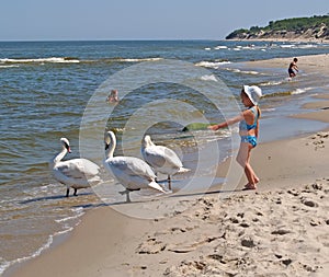 PIONEER, RUSSIA. The little girl gives a hand to swans on the bank of the Baltic Sea