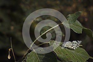 Pioneer White Butterfly belenois aurota Sitting On A Large Leaf