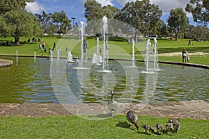 Wild ducks around pool and fountains of Pioneer Women`s Memorial at King`s Park and Botanic Garden in Perth, Australia.