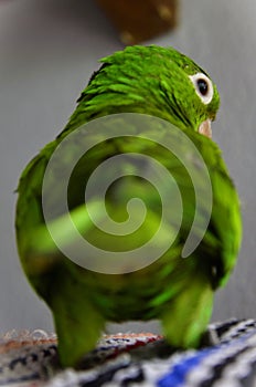 A Pionus maximiliani on its back under the cage photo