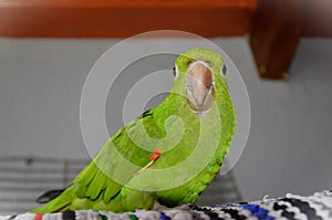 A Pionus maximiliani standing on top of the mat in the cage photo