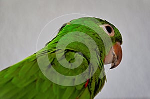 A Pionus maximiliani in profile