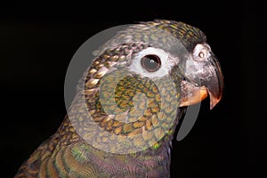 Pionus parrot