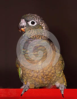 Pionus parrot