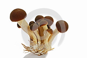 Pioppini mushrooms isolated