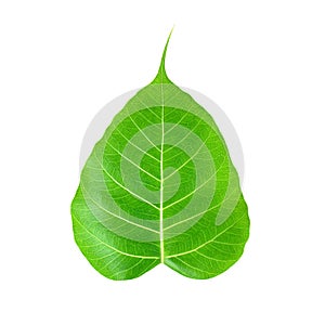 Pipal or Bo leaf