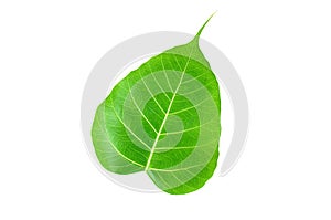 Pipal or Bo leaf photo