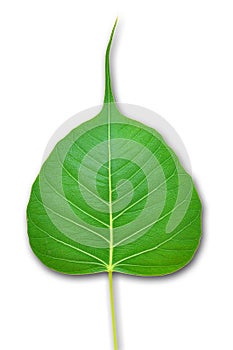 Pipal green leaf on white photo