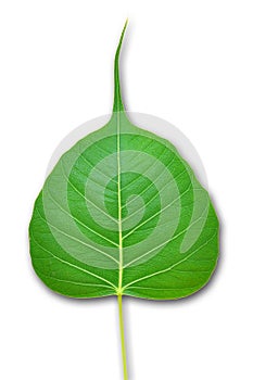 Pipal green leaf on white